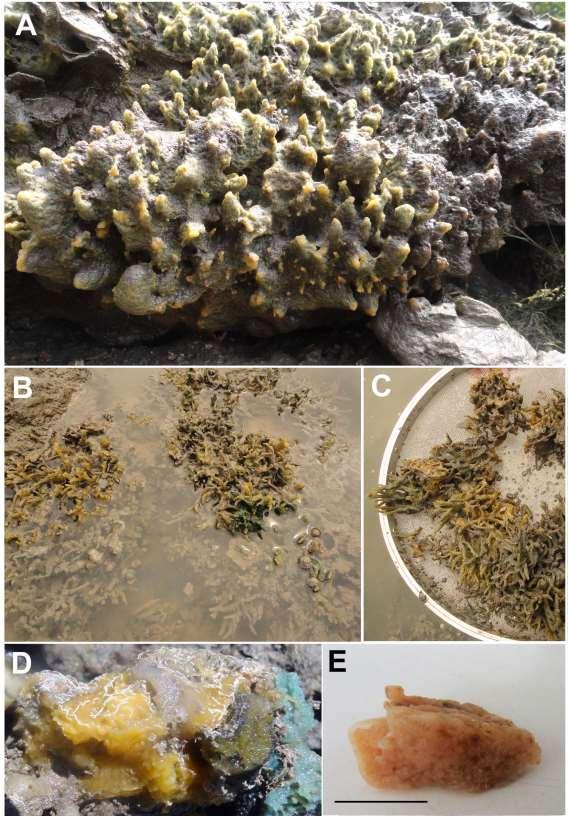 115 Figura 28: Amorphinopsis atlantica Carvalho et al., 2004.