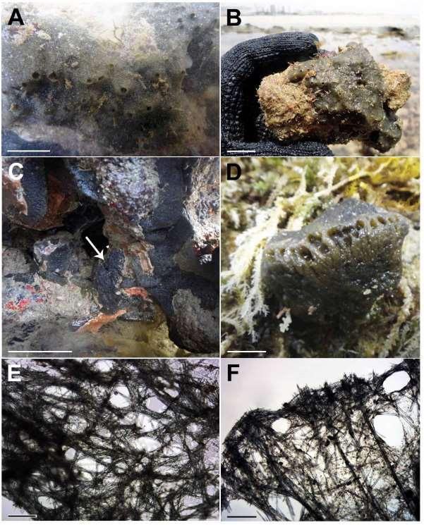 120 Figura 30: Halichondria (Halichondria) sp. nov.