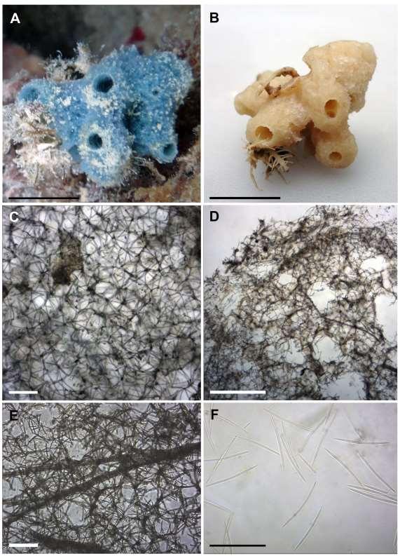 144 Figura 38: Cladocroce caelum (UFPEPOR 1450).