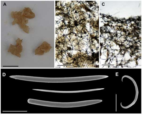 147 Figura 39: Haliclona (Gellius) sp. nov. (UFPBPOR 524, holótipo).