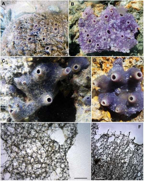 151 Figura 40. Haliclona (Re.) implexiformis variações morfológicas.