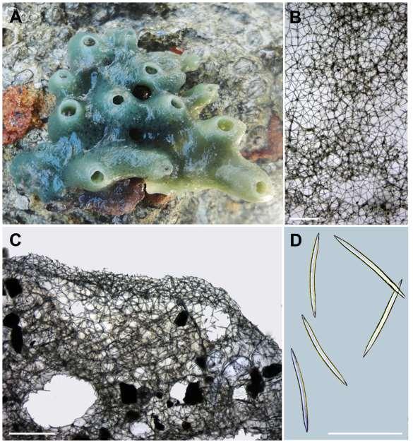 154 Figura 41: Haliclona (Re.) manglaris.