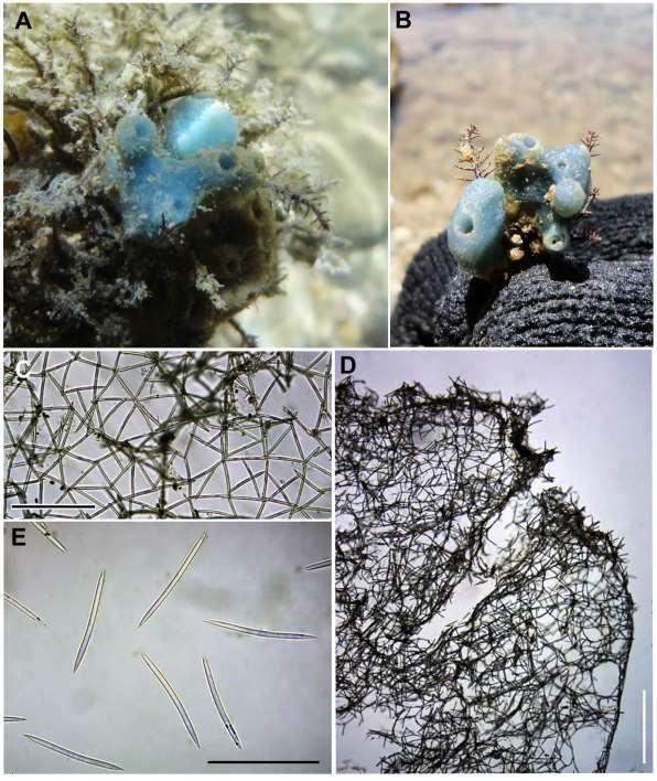 159 Figura 43: Haliclona (Reniera) sp.2.