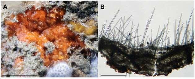 207 Figura 61: Clathria (Microciona) sp.1 (UFPEPOR 1479).