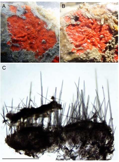 219 Figura 67: Clathria (Microciona) sp.4 (UFPEPOR 1476).