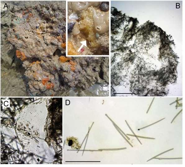 238 Figura 73: Lissodendoryx (Lissodendoryx) isodictyalis.