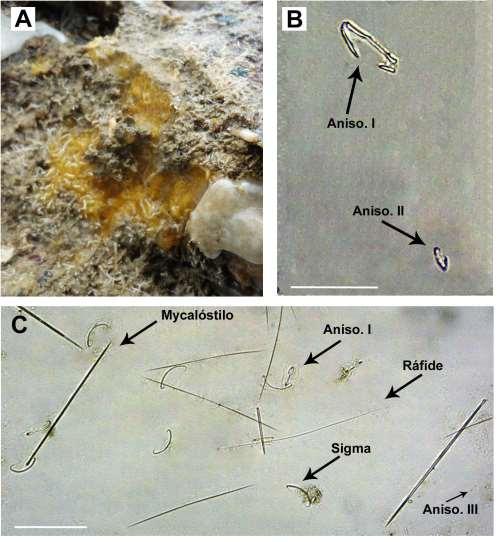 251 Figura 77: Mycale (Carmia) magnirhaphidifera.