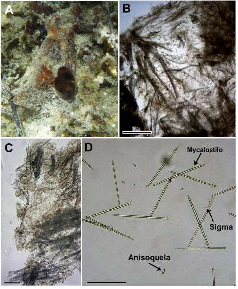 254 Figura 78: Mycale (Carmia) microsigmatosa.