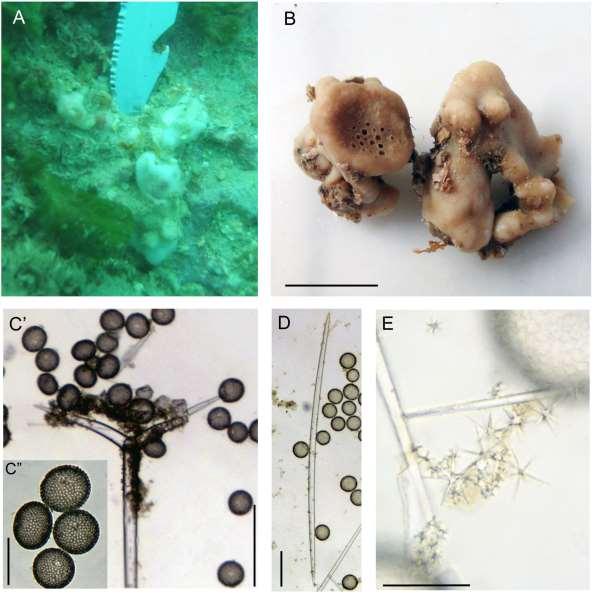 276 Figura 85: Geodia gibberosa.