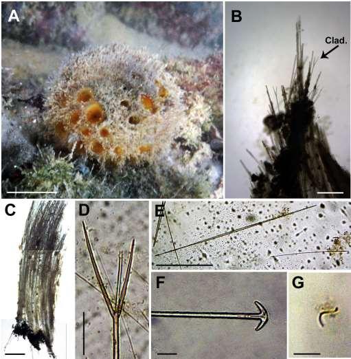 283 Figura 87: Cinachyrella alloclada. A, espécime in situ; B, corte exibindo o esqueleto ectossomal com alguns cladomas (=clad.