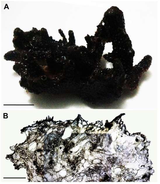 69 Figura 14: Ircinia repens.