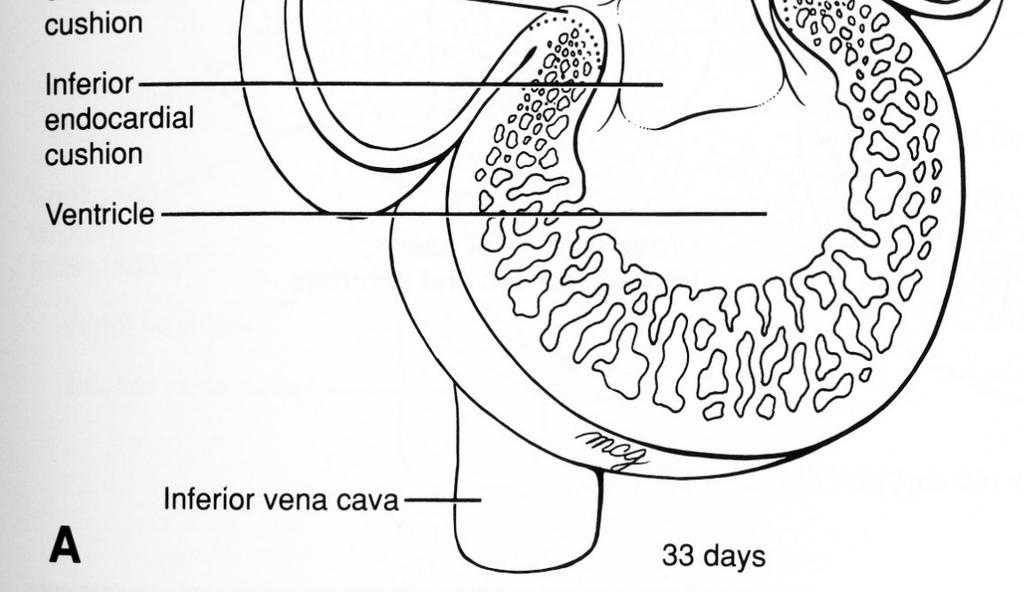 NEONATO FETO 100 PULMÃO 15 35 PULMÃO Duto arterioso VD AD VE AE VD VE AD 50 AE ) CORPO CORPO/ PLACENTA Formação do COXIM ENDOCARDÍACO no coração do coração Visão ventral do coxim endocárdico O