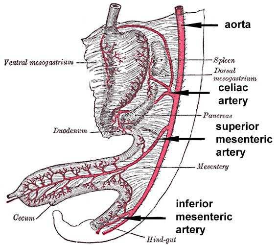 anti-horário ventral Cordão umbilical Alça Intestinal As rotações da Alça Intestinal em Humanos 90 o + 180 o =