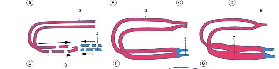 região caudal, às veias vitelinas (5) (vem das regiões posteriores/placentárias) Caudal