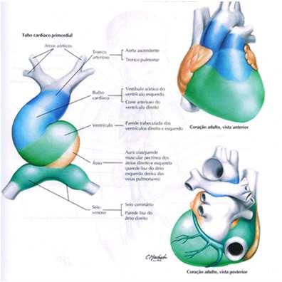 OU SEJA, neste estágio, o ventrículo fica mais cefálico e o átrio mais caudal.