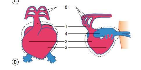 cefálica Por que realizar o dobramento cardíaco?