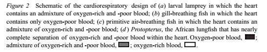 Evolution of the Vertebrate Cardio- Pulmonary