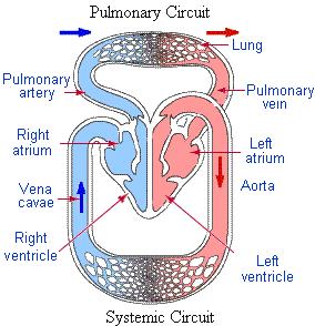 Circulação fetal é diferente do neonato Formação do Tubo