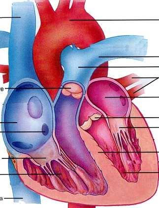 ( Formação do átrio E e D Formação do ventrículo E e D Artéria Pulmonar e Aorta Malformações