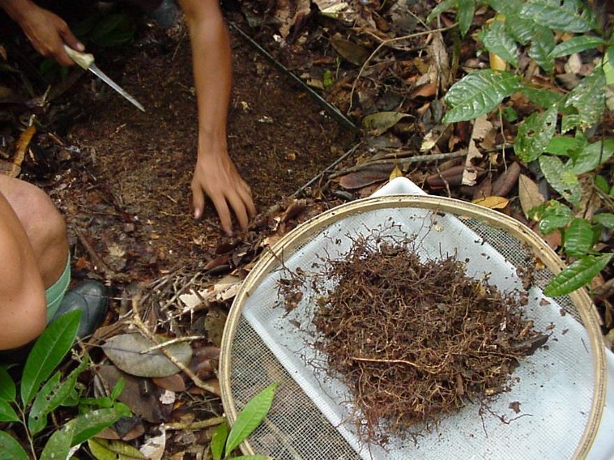 Acúmulo de biomassa abaixo do solo Amazônia Oriental Dinâmica de raízes finas in growth core method - pendente Figura 7.