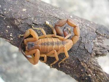25 -Tityus stigmurus (escorpião amarelo do NE): se assemelha ao T. serrulatus nos hábitos e aparência (Figura 3), também sendo partogenético.