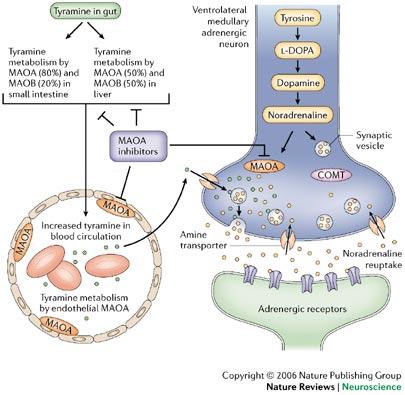 Figura 3. Reação do queijo (Youdim et al. 2006). Consensualmente, os substratos seletivos da isoforma A são a serotonina e a noradrenalina enquanto da isoforma B são a feniletilamina e a dopamina.