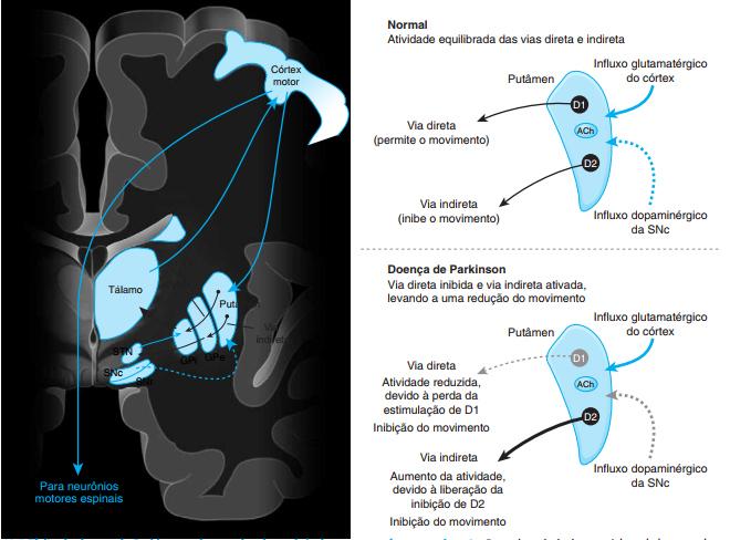 Figura 8. Efeito da Doença de Parkinson sobre as vias dopaminérgicas que regulam o movimento (Golan et al. 2013).