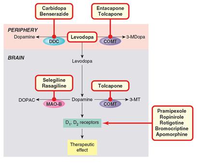 Figura 10. Local de ação dos fármacos utilizados no tratamento da Doença de Parkinson. (Rang et al. 2016). A L-DOPA entra no cérebro, atravessando a BHE e é convertida a dopamina.