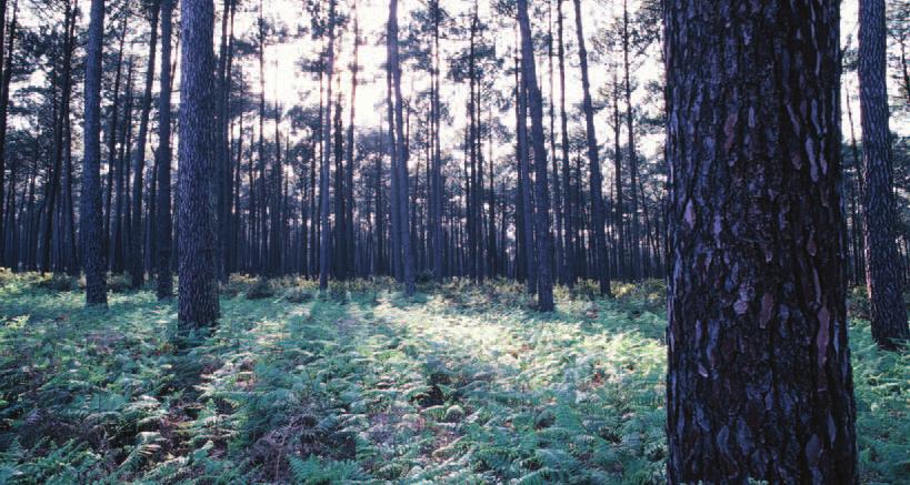 1. O pinheiro-bravo em Portugal 5 Uma árvore autóctone da Península Ibérica, o pinheiro-bravo (Pinus pinaster) ocupava em Portugal, em 2010, 714 445 ha (IFN6p), correspondendo a 23% da área florestal