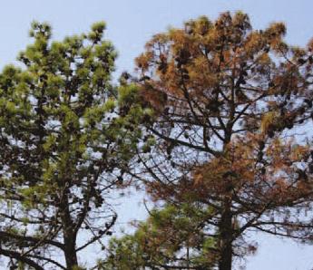 agulhas, sintomas esses que começam a surgir a partir do meio do verão e são mais evidentes no outono. No nosso país, as árvores afetadas por B.