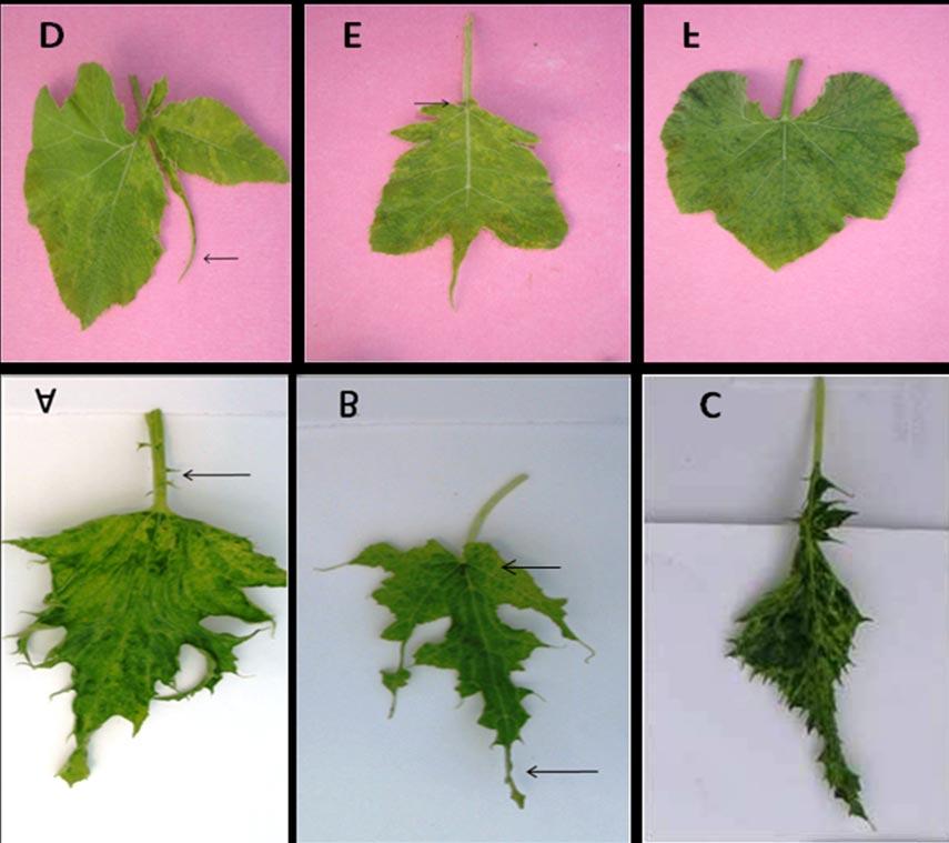 Figura 2. Sintomas fenotípicos observados em abóbora caserta A- esporão e mosaico. B - Cordão de sapato e enação. C - bolhosidade, deformação foliar e estreitamento foliar.