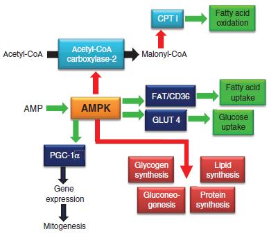 MOBILIZAÇÃO DO TECIDO ADIPOSO da razão AMP:ATP ativação da enzima AMPK Estímulo ao