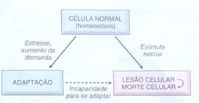 Adaptações neuroendócrinas ao trauma: ESTRESSOR FÍSICO OU PSICOPATOLÓGICO REAÇÃO DE ALARME (RESPOSTA DE