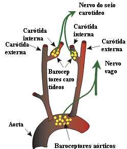 NodoSA