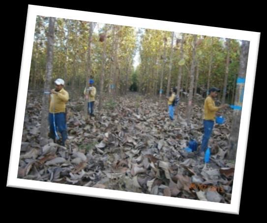 A atividade pode ser realizada manualmente, com o auxílio de serras de mão, geralmente no primeiro e segundo ano da floresta ou ainda ser uma atividade semi-mecanizada, ou seja, colaborador auxiliado