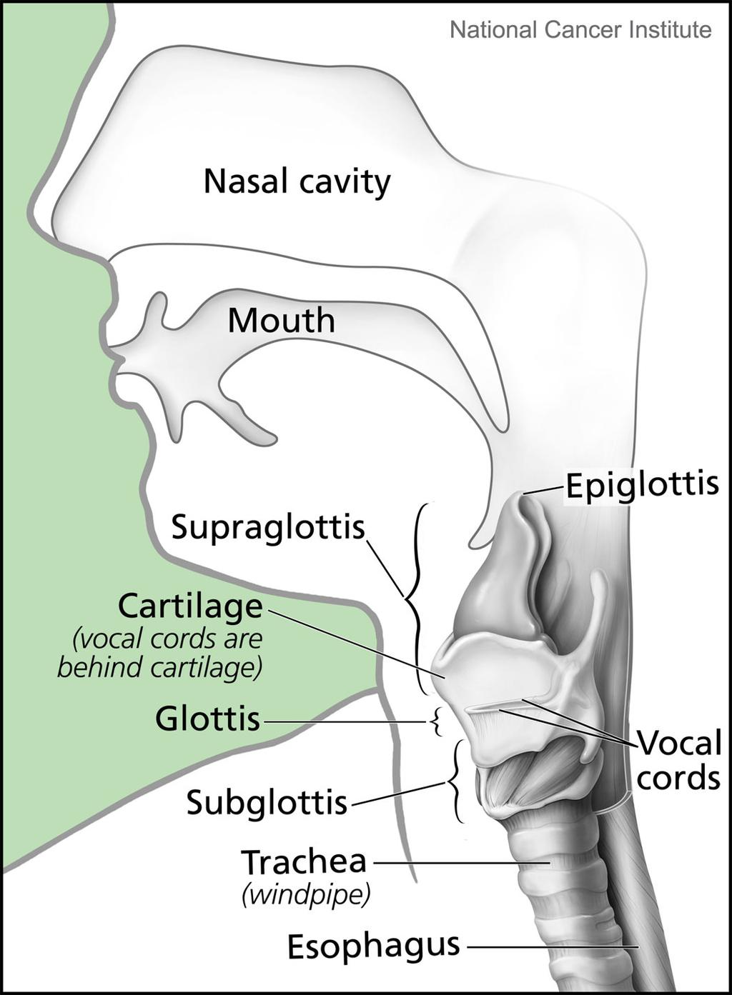 2.1 A produção da entoação 29 no centro pelo ventrículo, onde se encontram as falsas pregas vocais; as pregas vocais/glote e abaixo pela tráquea. A figura 2.