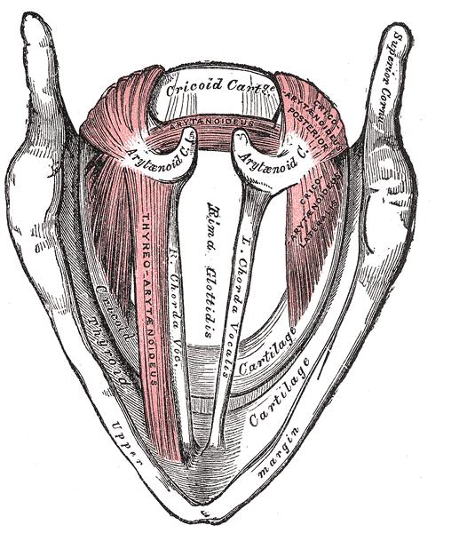 2.1 A produção da entoação 31 Figura 2.4: Desenho anatômico da rima glottidis vista de cima, a partir da entrada da laringe. Retirado de Gray (1918).