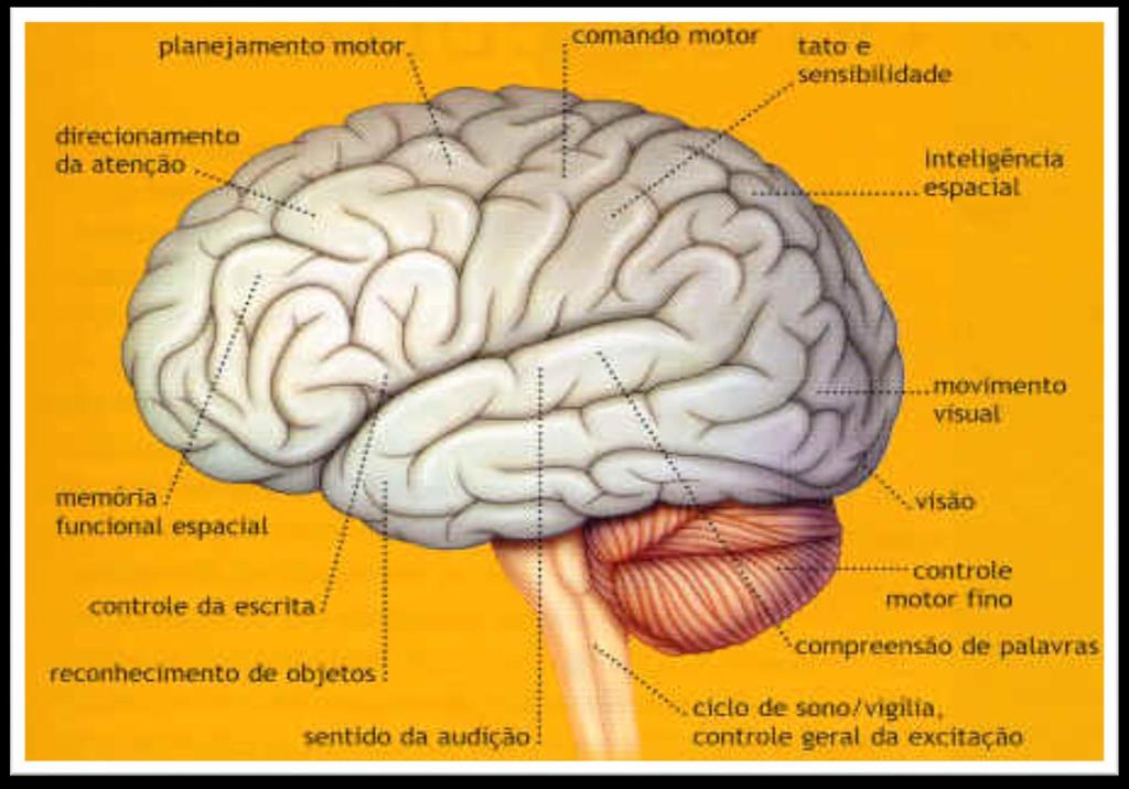 Cérebro x Percepção Imagem: McCRONE, JOHN.