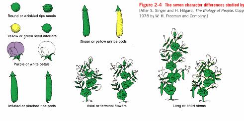 Sementes lisa ou rugosa Sementes amarela ou verde Vagem verde ou amarela Pétalas púrpuras ou brancas Vagem