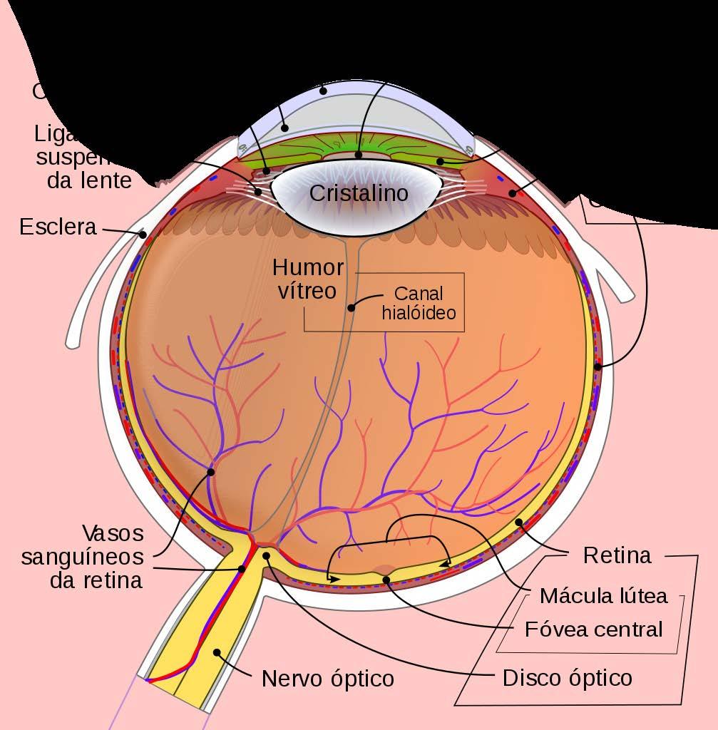 A esclera é uma membrana protetora fibrosa que recobre o globo ocular a na parte anterior torna-se uma membrana transparente denominada