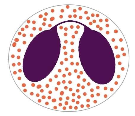 Leucócitos Granulócitos Eosinófilos seu núcleo