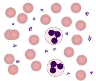 7.3 PLAQUETAS As plaquetas são fragmentos do citoplasma de grandes