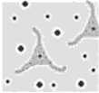 Medula Espinhal Na substância cinzenta (H medular), encontra-se: Corpos celulares dos neurônios, com