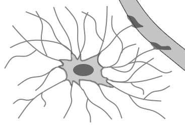 Astrócitos Astrócitos Fibrosos Situam-se na substância branca, portanto distantes dos corpos celulares de neurônios.