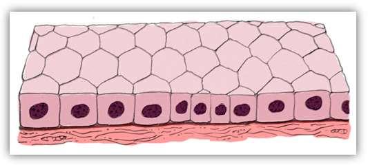 1.2 TECIDO EPITELIAL DE REVESTIMENTO SIMPLES CÚBICO Esse tecido é constituído por uma única camada de células de forma cúbica a qual se assenta em uma lâmina basal.
