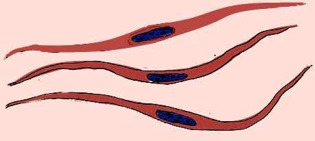 Num corte histológico do intestino delgado, na parte mais externa do órgão, é possível localizar o tecido muscular liso, que aparece em duas camadas distintas: uma em corte longitudinal (a mais