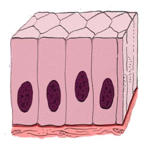 1.3 TECIDO EPITELIAL DE REVESTIMENTO SIMPLES COLUNAR O tecido epitelial de revestimento simples colunar, também chamado de prismático ou cilíndrico, é constituído por uma única camada de células