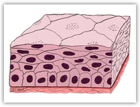 1.5 TECIDO EPITELIAL DE REVESTIMENTO ESTRATIFICADO PAVIMENTOSO NÃO-QUERATINIZADO Esse epitélio é classificado como estratificado, pois apresenta várias camadas ou estratos de