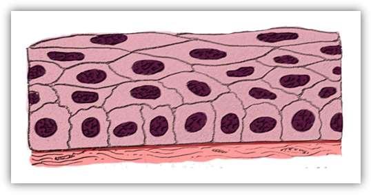 Tecido Epitelial de Revestimento Estratificado Pavimentoso Não-queratinizado A camada basal de células, que está em contato com a lâmina basal, é formada por células altas, quase colunares.
