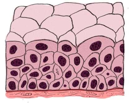 1.7 TECIDO EPITELIAL DE REVESTIMENTO DE TRANSIÇÃO OU POLIMORFO O epitélio polimorfo é estratificado e a forma da camada mais superficial de células muda de acordo com o estado fisiológico do órgão,